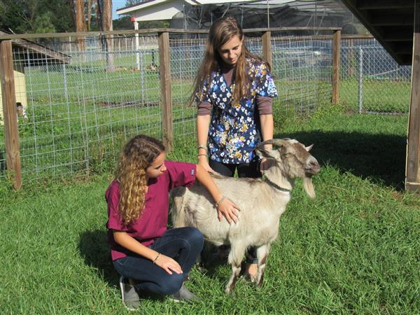Veterinary Assisting / Program Overview