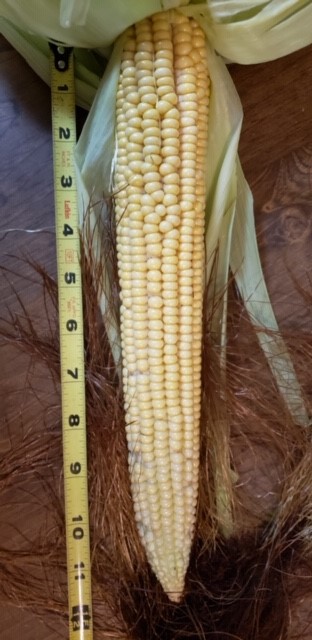corn 