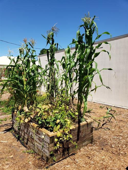 corn 
