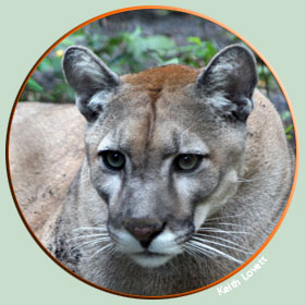 panther2