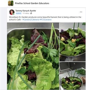 salad from the garden 