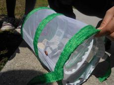 Mealworms become beetles, then released into nature 