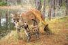 Florida Panthers' Path Expands