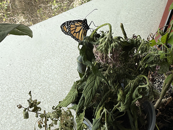 Fifth graders at Perkins Elementary had butterflies bursting from cocoons in their classrooms.